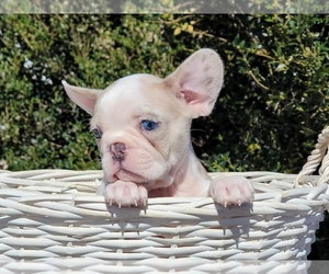 Medium French Bulldog