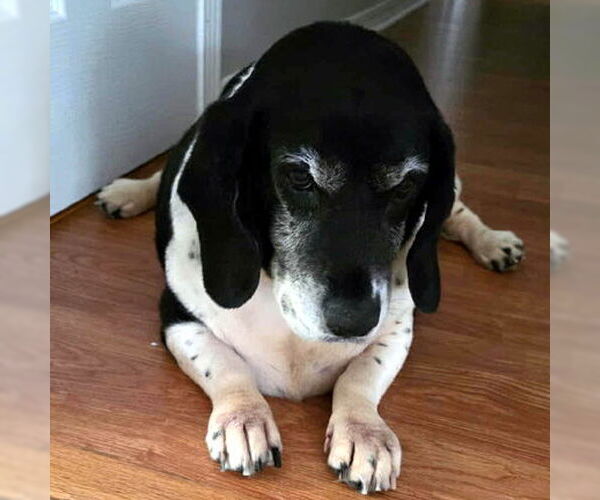 Medium Photo #2 Basset Hound-Unknown Mix Puppy For Sale in Deepwater, NJ, USA