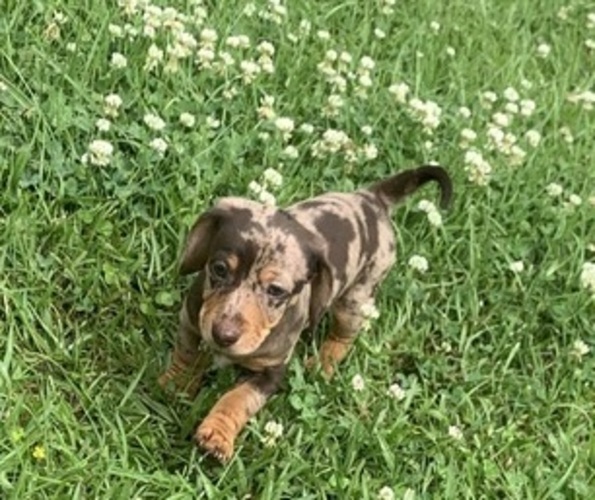 Medium Photo #1 Dachshund Puppy For Sale in DENHAM SPRINGS, LA, USA