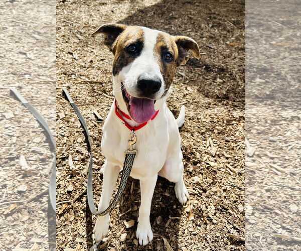 Medium Photo #4 Mutt Puppy For Sale in Clarkesville, GA, USA