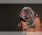 Small #2 French Bulldog