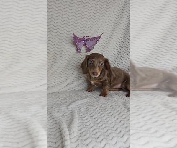 Medium Photo #3 Dachshund Puppy For Sale in JASONVILLE, IN, USA