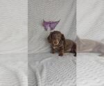 Small #2 Dachshund