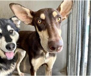 Doberman Pinscher Dogs for adoption in San Bernardino, CA, USA