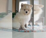 Small Photo #28 Pomsky Puppy For Sale in RAMSEY, MN, USA