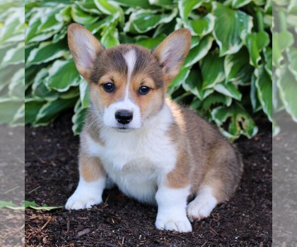 Medium Photo #4 Pembroke Welsh Corgi Puppy For Sale in LITITZ, PA, USA