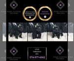 Small Photo #108 YorkiePoo Puppy For Sale in WARSAW, IN, USA