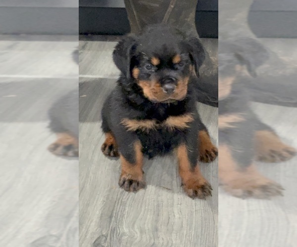 Medium Photo #1 Rottweiler Puppy For Sale in WALLINGFORD, CT, USA