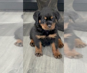 Rottweiler Puppy for Sale in WALLINGFORD, Connecticut USA