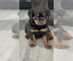 Image preview for Ad Listing. Nickname: Litter of 10