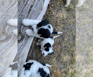 Labradoodle-Portuguese Water Dog Mix Puppy for sale in BELLINGHAM, WA, USA