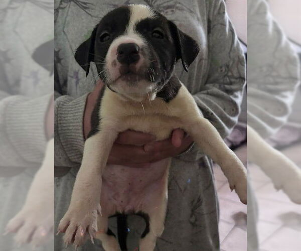 Medium Photo #1 Mutt Puppy For Sale in San Antonio, TX, USA