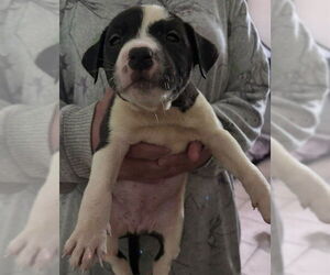 Mutt Dogs for adoption in San Antonio, TX, USA