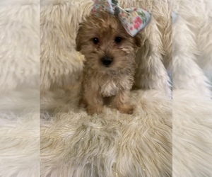 Poodle (Toy)-Yorkshire Terrier Mix Puppy for sale in BEECH GROVE, IN, USA