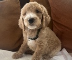 Puppy Puppy 4 Goldendoodle