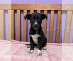 Small #1 Border Collie Mix
