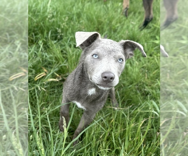 Medium Photo #5 Australian Kelpie Puppy For Sale in CAMAS, WA, USA