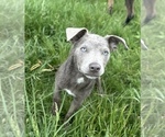 Small #4 Australian Kelpie