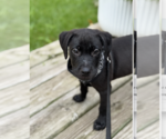 Small #2 Labrador Retriever Mix