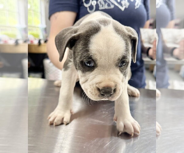 Medium Photo #1 Labrador Retriever Puppy For Sale in The Woodlands, TX, USA