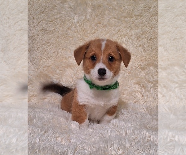 Medium Photo #8 Pembroke Welsh Corgi Puppy For Sale in ARROYO GRANDE, CA, USA