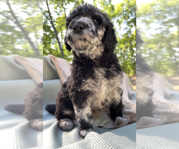 Medium Photo #2 Poodle (Standard) Puppy For Sale in COMMERCE, GA, USA