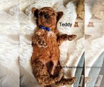 Small Photo #39 Goldendoodle (Miniature) Puppy For Sale in GASTONIA, NC, USA