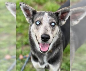 Siberian Husky-Unknown Mix Dogs for adoption in Conroe, TX, USA