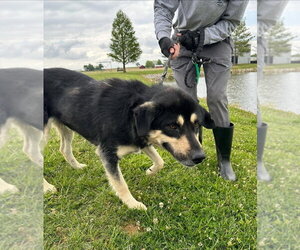 RahRah - Male Siberian Husky-Unknown Mix Dog for Adoption - Photo #2