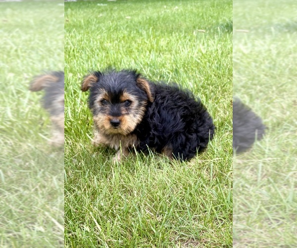 Medium Photo #3 Yorkshire Terrier Puppy For Sale in FAIR HAVEN, MI, USA