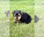 Small #2 Yorkshire Terrier