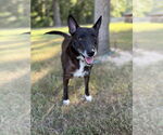 Small #2 Mutt