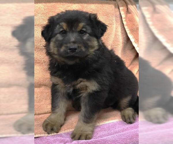 Medium Photo #1 German Shepherd Dog-Unknown Mix Puppy For Sale in Thief River Falls, MN, USA