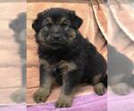 Small German Shepherd Dog Mix