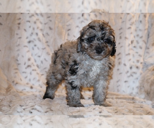 Medium Photo #1 Poodle (Toy) Puppy For Sale in DYERSBURG, TN, USA