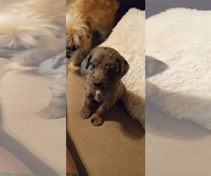 F2 Aussiedoodle-Poodle (Standard) Mix Puppy for sale in WILLIAMSON, WV, USA