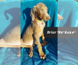 Doberman Pinscher Puppy for sale in POMEROY, OH, USA