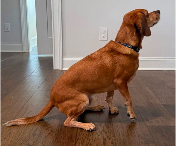 Medium Photo #6 Beagle-Unknown Mix Puppy For Sale in Dunnellon, FL, USA