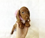 Small #9 Dachshund