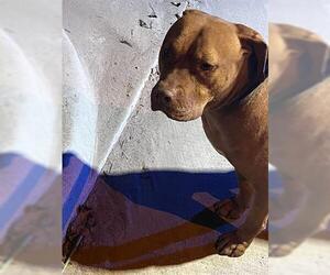 American Pit Bull Terrier Dogs for adoption in Houston, TX, USA