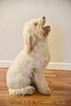 Small Photo #1 Lagotto Romagnolo Puppy For Sale in FLUSHING, NY, USA