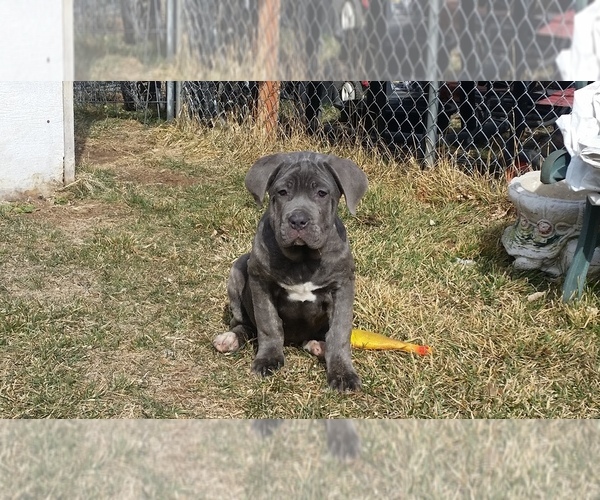 Medium Photo #1 Cane Corso Puppy For Sale in DENVER, CO, USA