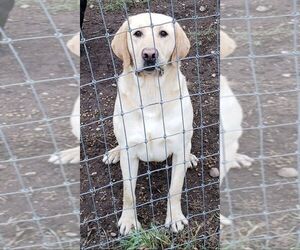 Father of the Labrador Retriever puppies born on 05/10/2026