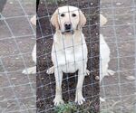 Small Photo #1 Labrador Retriever Puppy For Sale in OLYMPIA, WA, USA