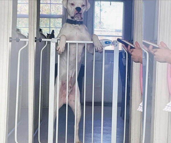 Medium Photo #3 Boxer Puppy For Sale in Dumont, NJ, USA