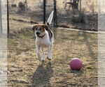 Small #3 Treeing Walker Coonhound Mix
