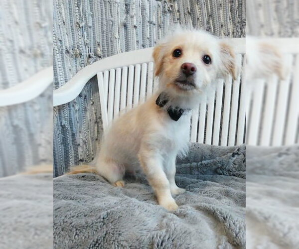 Medium Photo #13 Mutt Puppy For Sale in Chino Hills, CA, USA