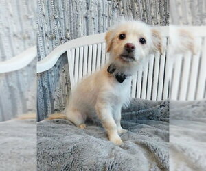 Curly - Male Mutt Dog for Adoption - Photo #13