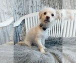 Small Photo #13 Mutt Puppy For Sale in Chino Hills, CA, USA