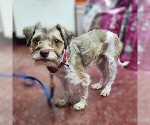 Gerard - Male Miniature Schnauzer-Unknown Mix Dog for Adoption - Photo #8